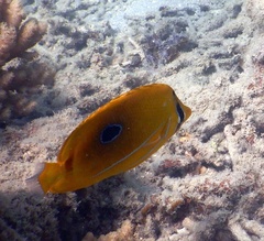 Chaetodon bennetti