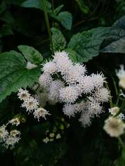 Ageratina glechonophylla