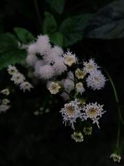Ageratina glechonophylla