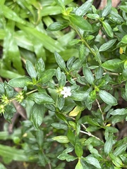 Sauvagesia erecta