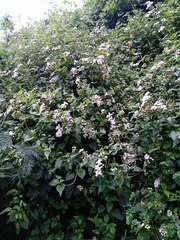 Ageratina glechonophylla