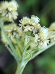 Antennaria anaphaloides