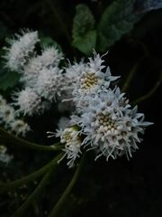 Ageratina glechonophylla