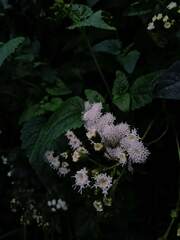 Ageratina glechonophylla