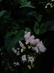 Ageratina glechonophylla