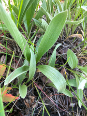 Antennaria anaphaloides