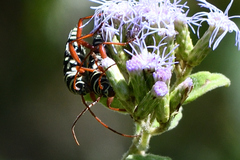 Placosternus erythropus
