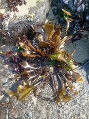 Mazzaella laminarioides