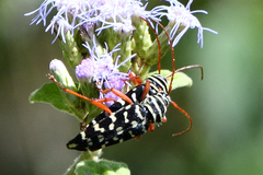 Placosternus erythropus