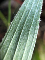 Antennaria anaphaloides