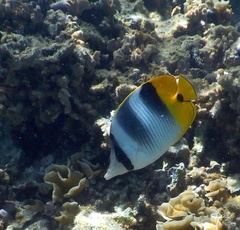 Chaetodon ulietensis