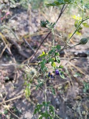 Solanum citrullifolium