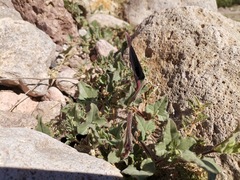 Aristolochia wrightii