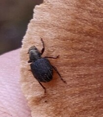 Strophosoma melanogrammum