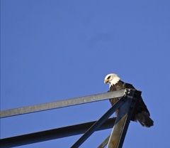 Haliaeetus leucocephalus washingtoniensis
