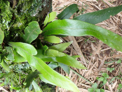 Polypodiaceae