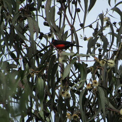 Anisognathus igniventris