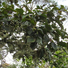 Alnus acuminata
