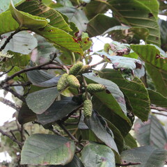 Alnus acuminata