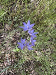 Thelymitra megcalyptra