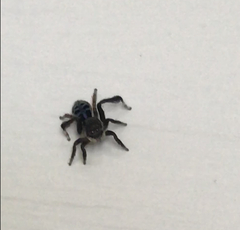 Maratus nigromaculatus