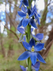 Thelymitra aristata