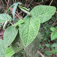 Piper artanthe
