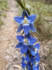 Thelymitra aristata