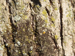 Frullania eboracensis