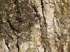 Frullania eboracensis
