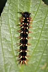 Siproeta epaphus trayja
