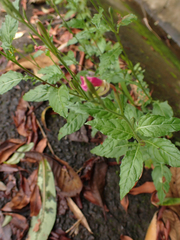 Oenothera rosea