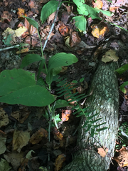 Cypripedium parviflorum pubescens
