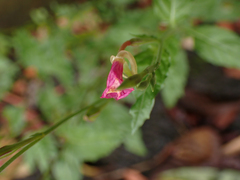 Oenothera rosea