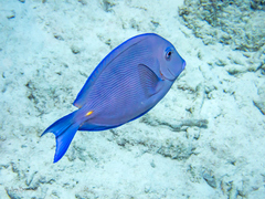 Acanthurus coeruleus