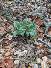 Phacelia nemoralis nemoralis