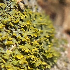 Xanthomendoza weberi