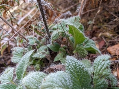 Phacelia nemoralis nemoralis
