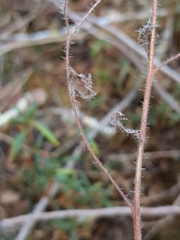 Phacelia nemoralis nemoralis