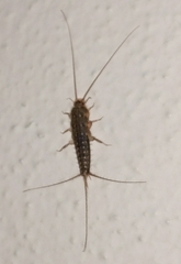 Ctenolepisma