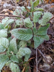 Phacelia nemoralis nemoralis