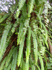 Nephrolepis cordifolia