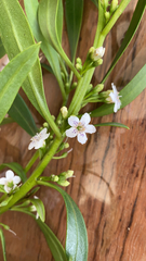Myoporum