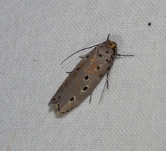 Ethmia circumdatella