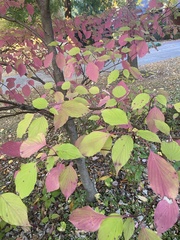 Cornus alternifolia
