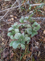 Phacelia nemoralis nemoralis