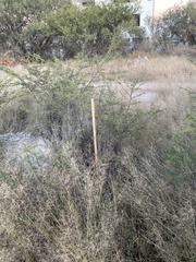 Vachellia schaffneri
