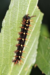 Siproeta epaphus trayja