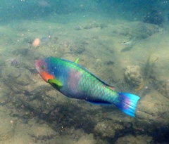 Scarus rivulatus