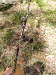Eucalyptus pilularis